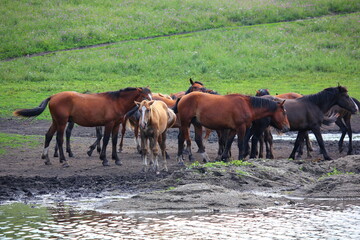 herd of horses near the lake in the field