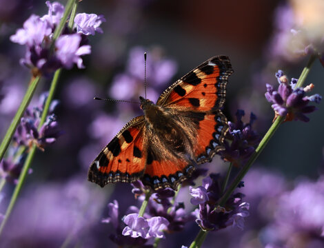 Schmetterling
