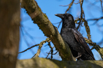 Krähe hockt im Baum