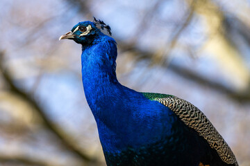 Obraz premium Pfau-Portrait 