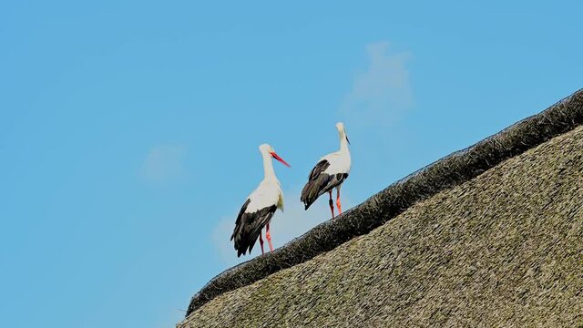Wei&szlig;storch steht auf einem Reeddach eines Wohnhauses