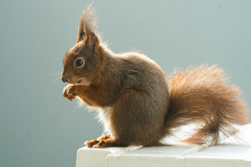 Eichhörnchen beim Nüsse futtern - Bild 6