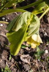 a withering leaf of a squash plant that turns yellow from drought or disease