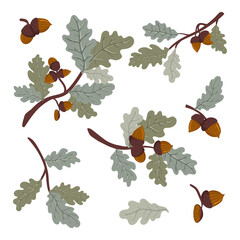 Green oak branch with leaves and acorns. Vector  illustration of a deciduous tree branch isolated on a white background. - obrazy, fototapety, plakaty