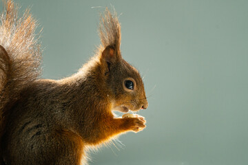 Eichhörnchen beim Nüsse futtern - Bild 2