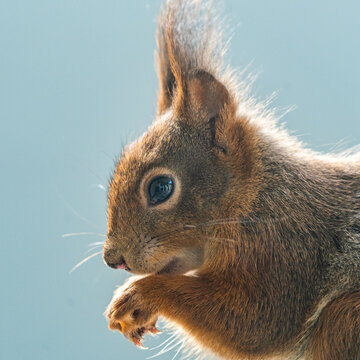 Eichhörnchen beim Nüsse futtern - Bild 7