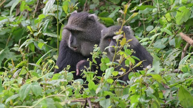 two blue monkey or diademed monkey (Cercopithecus mitis) eating with baby, Arusha National Park, Tanzania