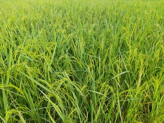 Ears of rice. Close-up of the rice ears. Paddy field in India. Paddy, Organic Agriculture, Ears Of Rice In The Field. grain in paddy field concept. close up of  green rice plant.