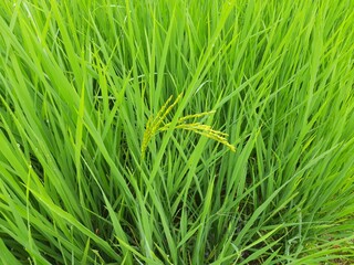 Ears of rice. Close-up of the rice ears. Paddy field in India. Paddy, Organic Agriculture, Ears Of Rice In The Field. grain in paddy field concept. close up of  green rice plant.