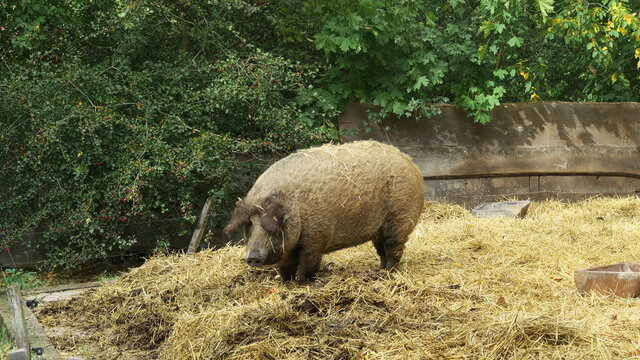 wildschwein sau urschwein sau bauernhof