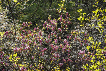 Flowering magnolias in Kiev