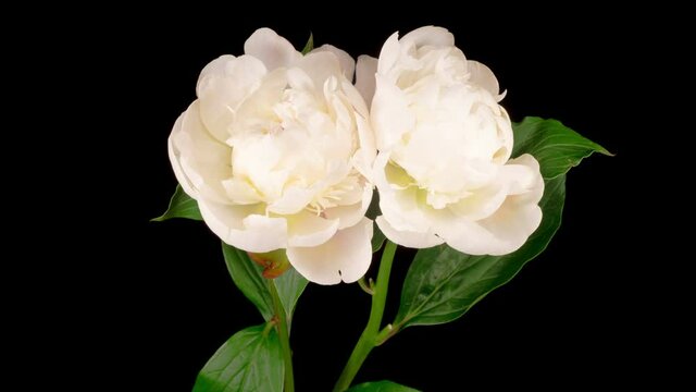 Peony Blossoms. Time Lapse of Opening Two Beautiful White Peony Flowers on Black Background. 4K.