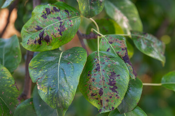 A pear leaves with blister mite or Eriophyes pyri. Parasites of the pear tree. Diseases of fruit trees.