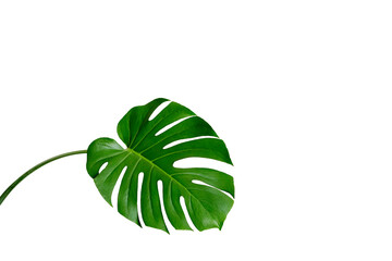Close-up leaf Monstera deliciosa or Swiss cheese plant on a white background