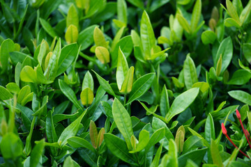 Fototapeta na wymiar Green leaves pattern background, Natural background for wallpaper