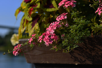 Fototapeta na wymiar Attractive small pink-purple flowers, reminiscent of Drummond's phlox, in a wooden park bed with other colorful plants, like a living bouquet, in the morning yellow sunlight.