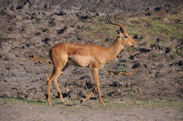 Graceful impala male antelope walking in savannah, Chobe national park, Botswana
