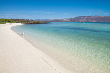 Seagull resting on the white sands of a beach, with crystal clear water, vegetation, With mountains in the background, in a sunny summer morning. Coronado Island, Loreto Baja California Sur. Mexico