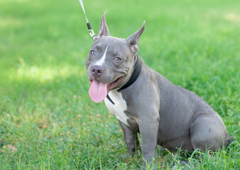 American Bully pocket on grass