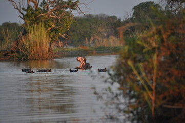 Fototapeta na wymiar Head of big hippo above the water with its mouth open, hippopotamus yawns, Chobe national park in Botswana