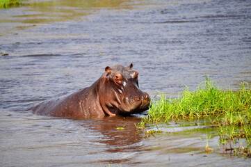 View of huge hippo in water, Chobe national park in Botswana