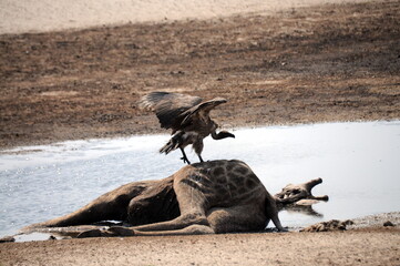 View of dead giraffe carcass lying down in water and vulture bird sitting on it, Okavango delta,...