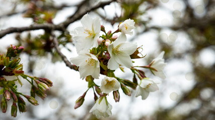Flowers of the cherry blossoms on a spring day