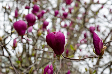 Tree branch with magnolia flowers. Magnolia flower bud in early spring