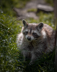 Waschbär schaut grimmig