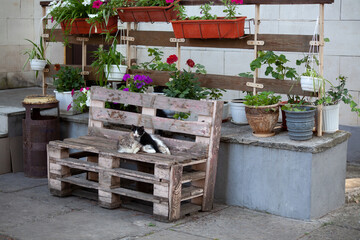 Homeless cat mother with a kitten on pallet bench. resting place with flowers in pots. Sleeping cat with black and white kitten