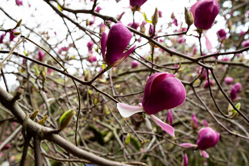 Tree branch with magnolia flowers. Magnolia flower bud in early spring
