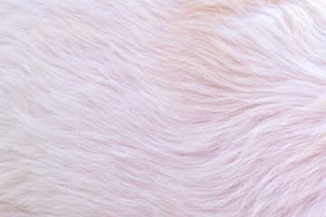 white fur close-up white fur background
