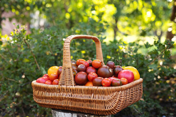Tomatoes are different in a wicker basket, of different varieties and colors. Farm ecological products.