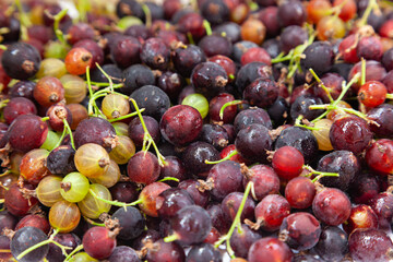 A bunch of yoshta berries, close-up. A bunch of yoshta berries, close-up. Currant berries. Josta.