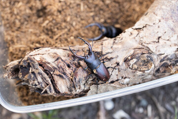 ケースの中で飼育しているノコギリクワガタ