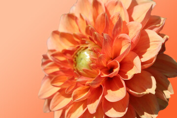 Orange dahlia flower background with selective focus on orange