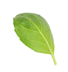 Obraz premium Fresh basil leaf isolated on white background