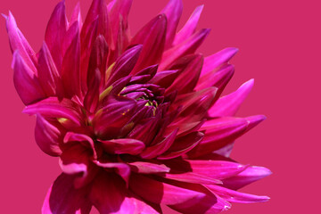 Dark pink dahlia flower with selective focus on pink color isolated