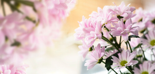 Pink Chrysanthemum flowers abstract banner background.