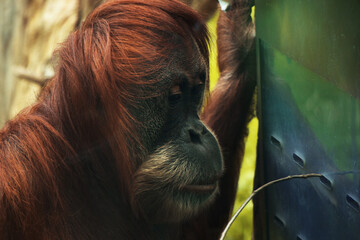 Closeup of an orangutan in the zoo. © Tamar Dundua/Wirestock