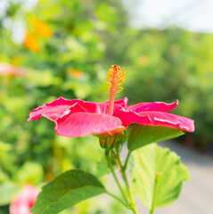 closeup yellow red pollen and pink flower in botanical garden