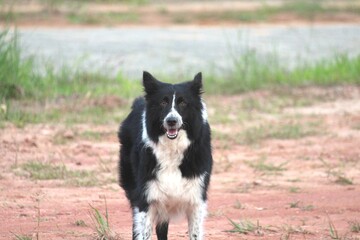 animal doméstico cachorro au au - canis lupus familiaris