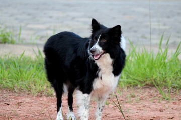 animal doméstico cachorro au au - canis lupus familiaris