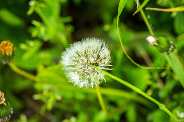 Big ball of dandelion, with bright green grass on the background, shot in close-up