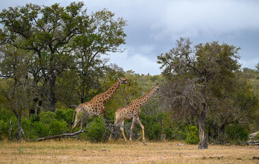 Naklejka premium Giraffe and Zebra in the wild 