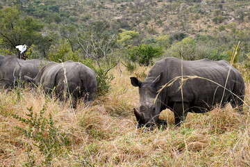 Fototapeta premium Rhino in the wild 