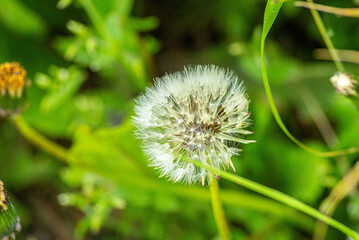 Big ball of dandelion, with bright green grass on the background, shot in close-up