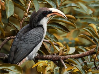 Ceylon Grey Hornbill - obrazy, fototapety, plakaty