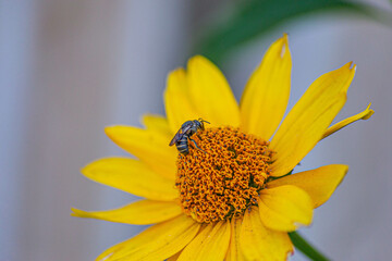 Small wasp on a yellow flower in macro style