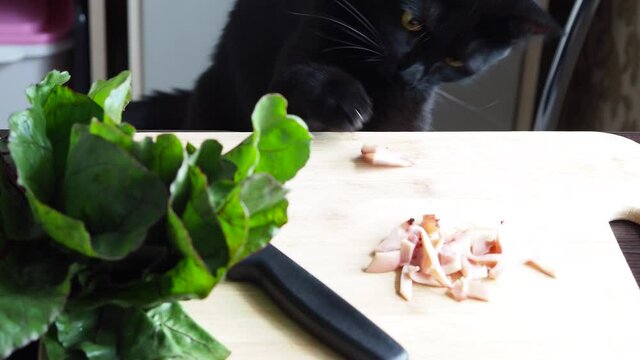 Domestick black cat trying to steal, catch, food on the kitchen table. Hungry cat toching by paw food. Video 4k resolution. 